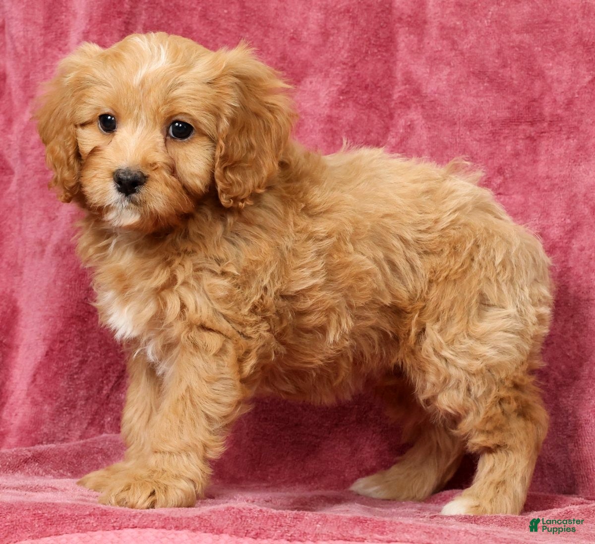 Cavapoo dogs Tammy - Ad 2