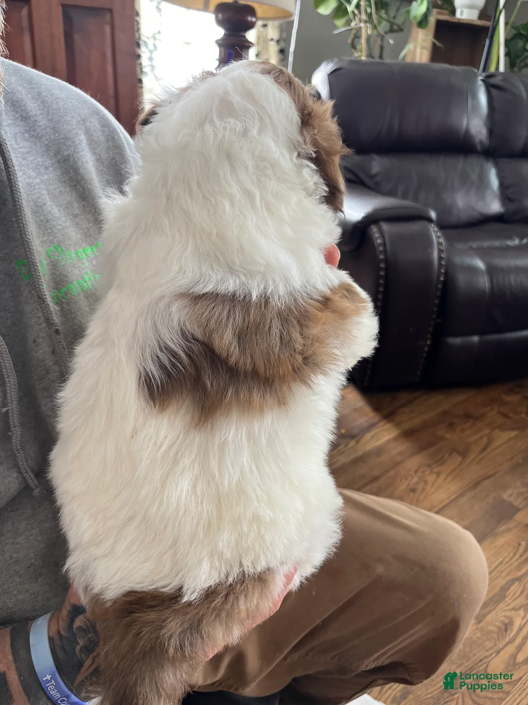 Sheepadoodle dogs for sale: Sheepadoodle Pete - Ad 3