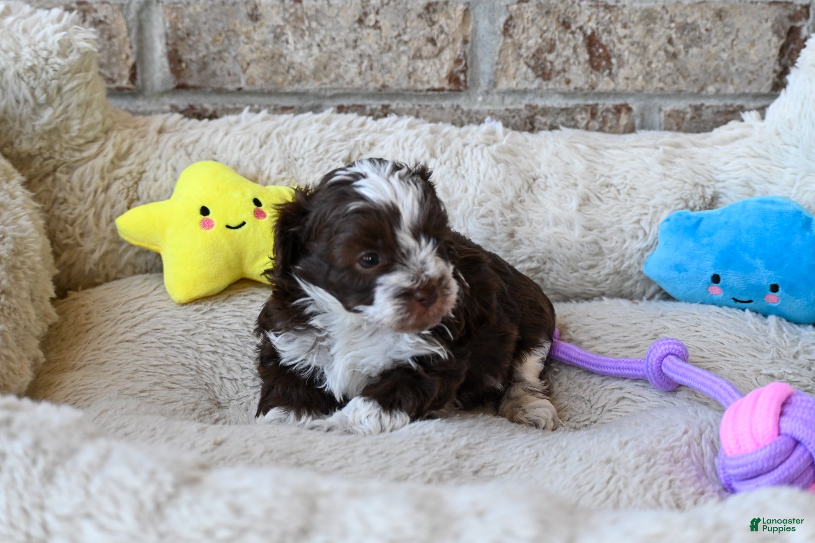 Havapoo dogs Ashley  - Ad 2