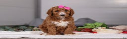 Standard Poodle dogs for sale: Brianna - Ad 4