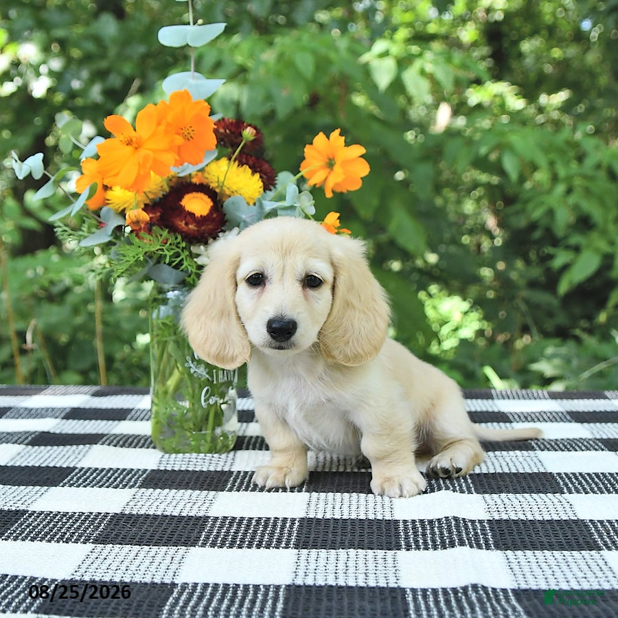 Miniature Dachshund dogs Teddy - Ad 1