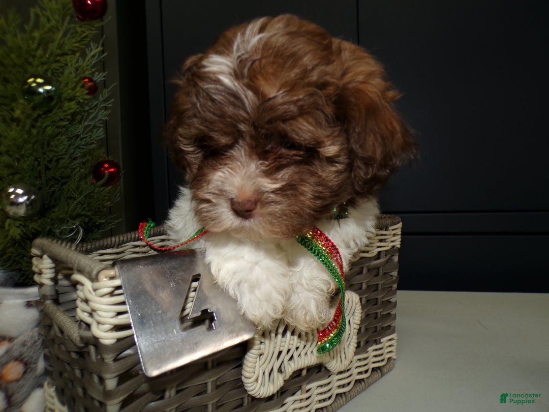 Havanese dogs for sale: Havanese Puppy 4 Bailey - Ad 3