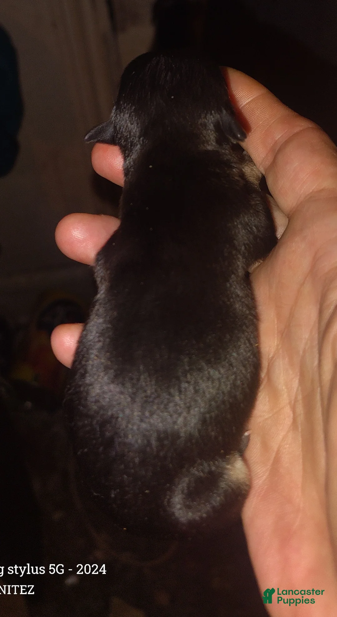 Chihuahua dogs for sale: Chihuahua 1 - Ad 2