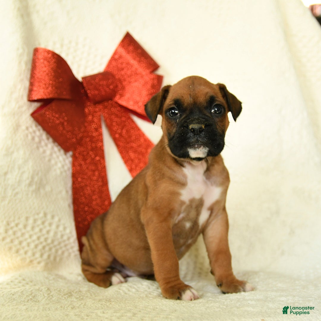 Boxer dogs for sale: Arctic - Ad 1