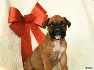 Boxer dogs Arctic - Ad 10