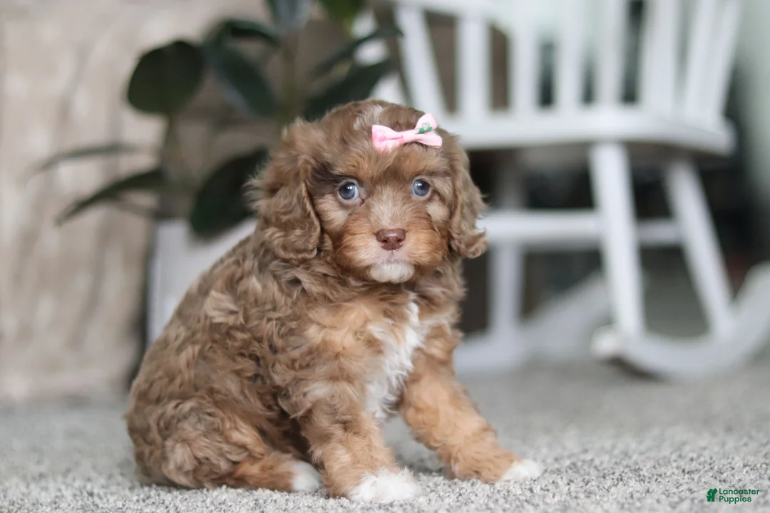 Cavapoo dogs for sale: Tate - Ad 2