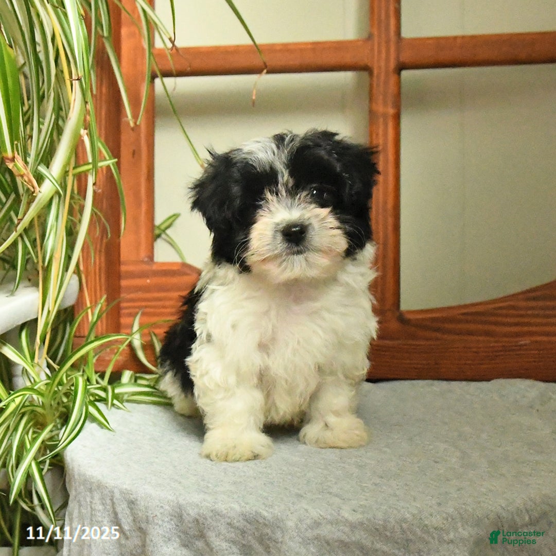 Mixed Breed dogs for sale: Sammy - Ad 2