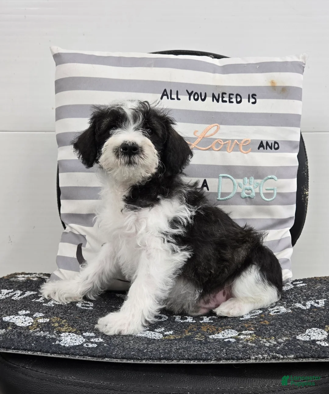 Schnoodle dogs for sale: Daisy - Ad 9