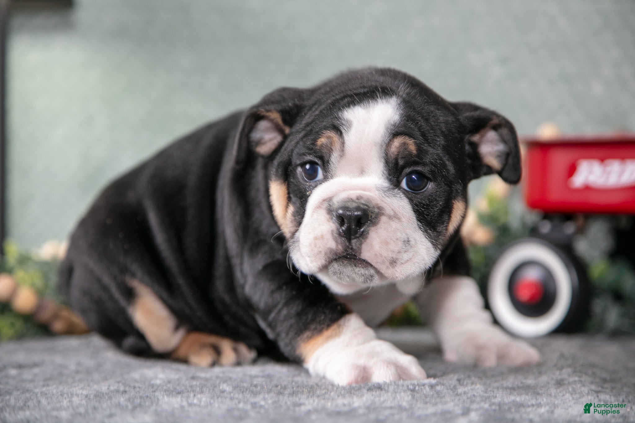 Mixed Breed dogs Tyson - Ad 32