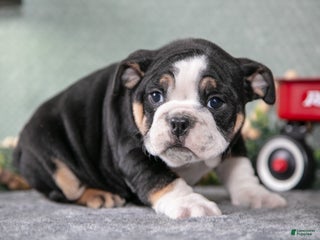 Mixed Breed dogs Tyson - Ad 26