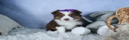 Miniature Australian Shepherd dogs for sale: EDIE - Ad 15