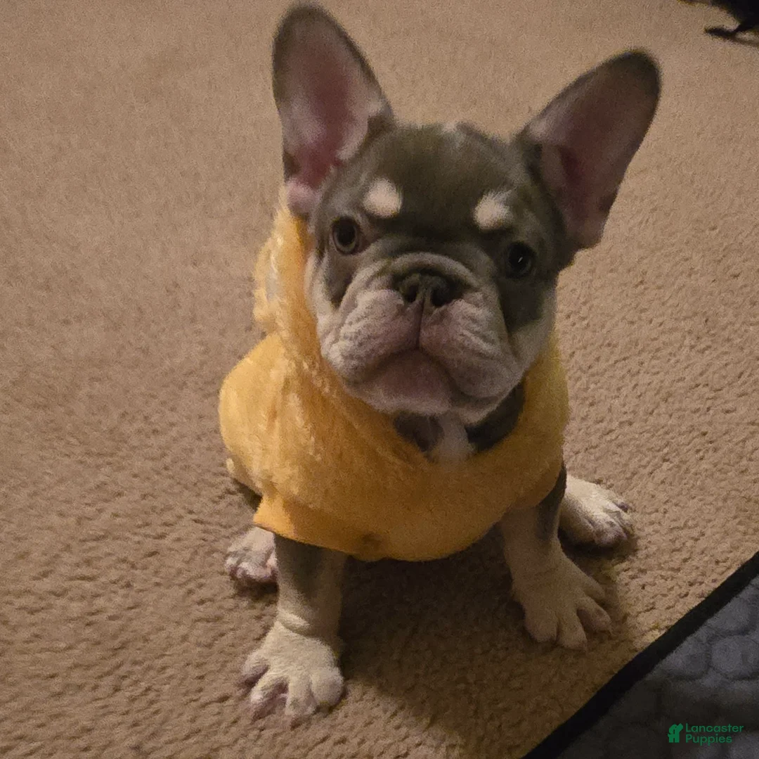 French Bulldog dogs for sale: French Bulldog Puppy 2 - Ad 1