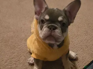 French Bulldog dogs French Bulldog Puppy 2 - Ad 8