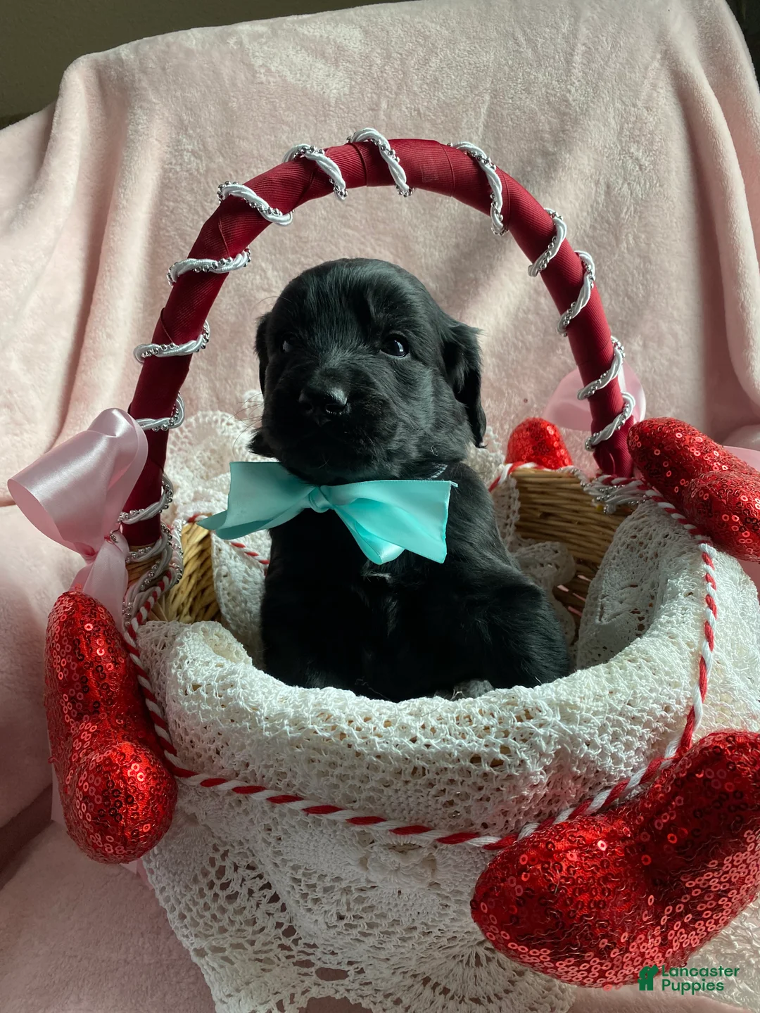 Mixed Breed dogs for sale: Shadow  - Ad 2