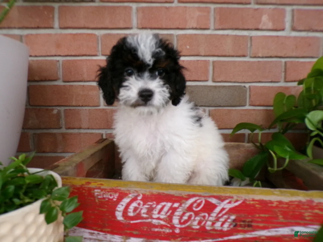 Mini Bernedoodle dogs for sale: Anson - Ad 1