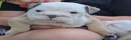 Olde English Bulldogge dogs for sale: Olde English Bulldogge Puppy 2 - Ad 2