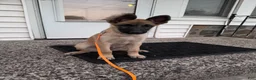 Mixed Breed dogs for sale: Fluffy - Ad 3