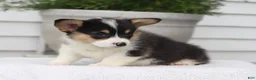 Welsh Corgi Pembroke dogs for sale: Tammy - Ad 4