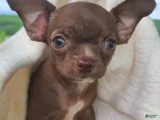 Chihuahua dogs for sale: Hershey - Ad 2