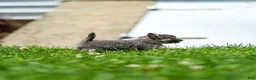 Chihuahua dogs for sale: Waylon Chihuahua Puppy  - Ad 11