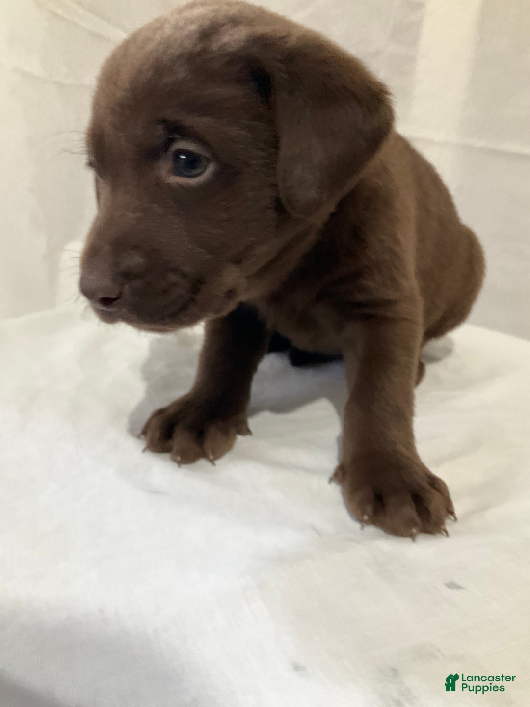 Labrador Retriever dogs for sale: Lexi - Ad 5