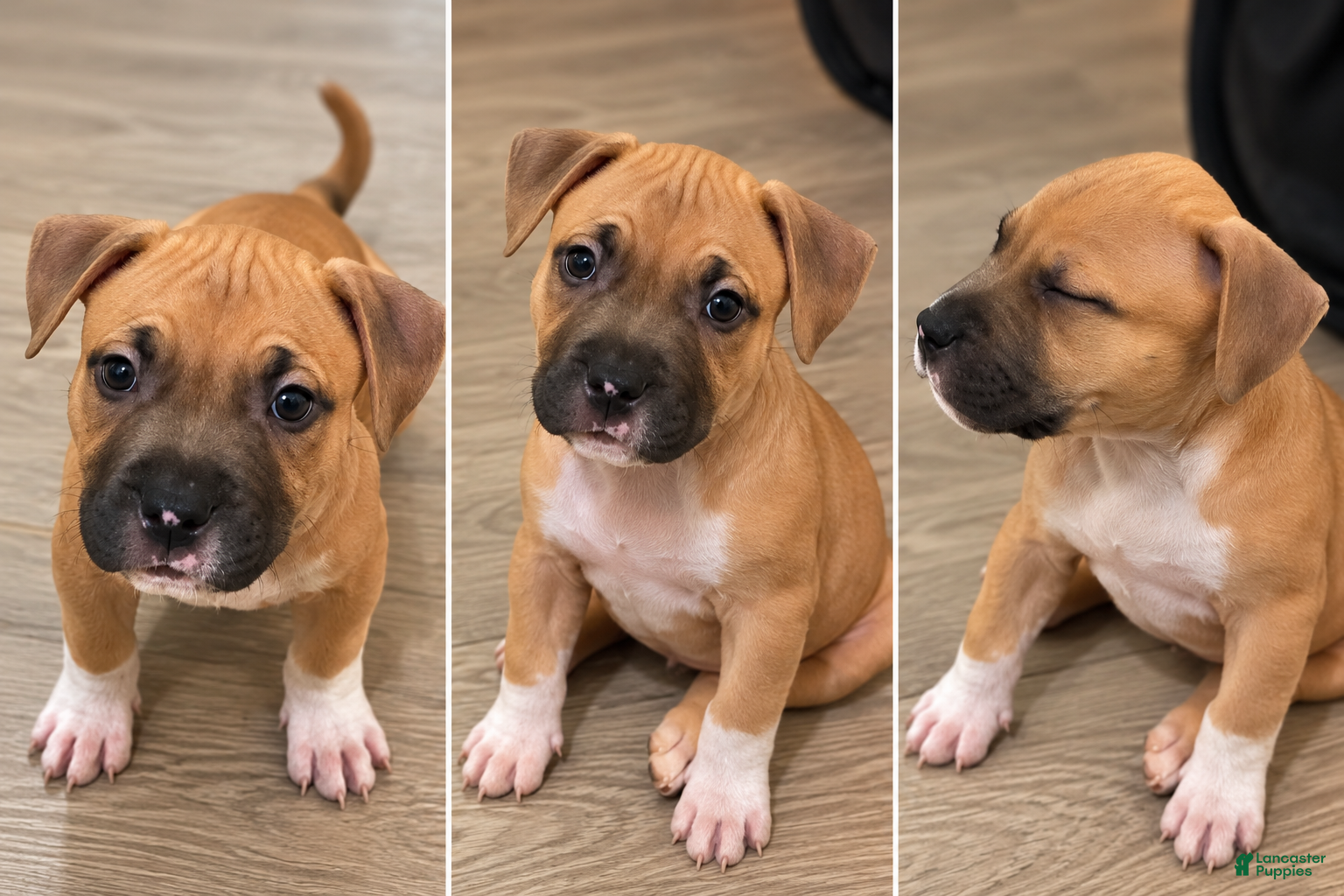 American Bully dogs for sale: Avery - Ad 6