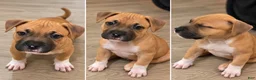 American Bully dogs for sale: Avery - Ad 1