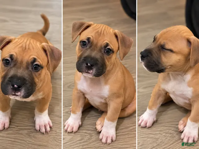 American Bully dogs for sale: Avery - Ad 6