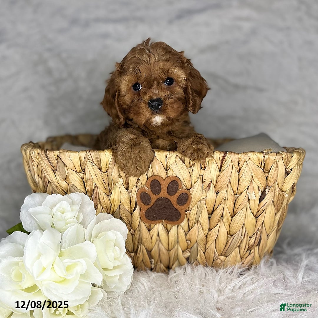 Cavapoo dogs for sale: Ruby - Ad 4