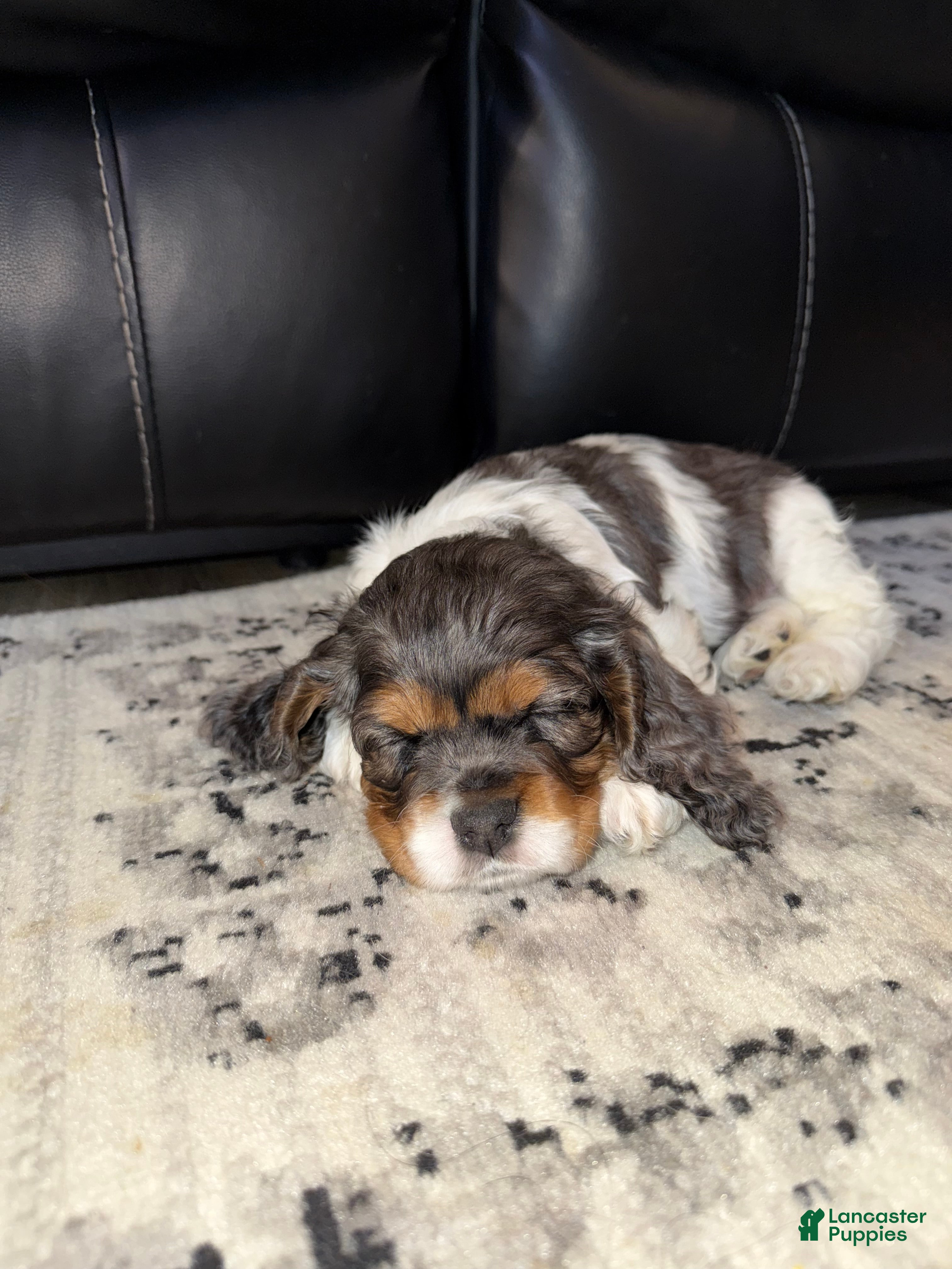 Cocker Spaniel dogs Knox - Ad 31