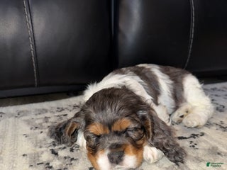 Cocker Spaniel dogs Knox - Ad 31