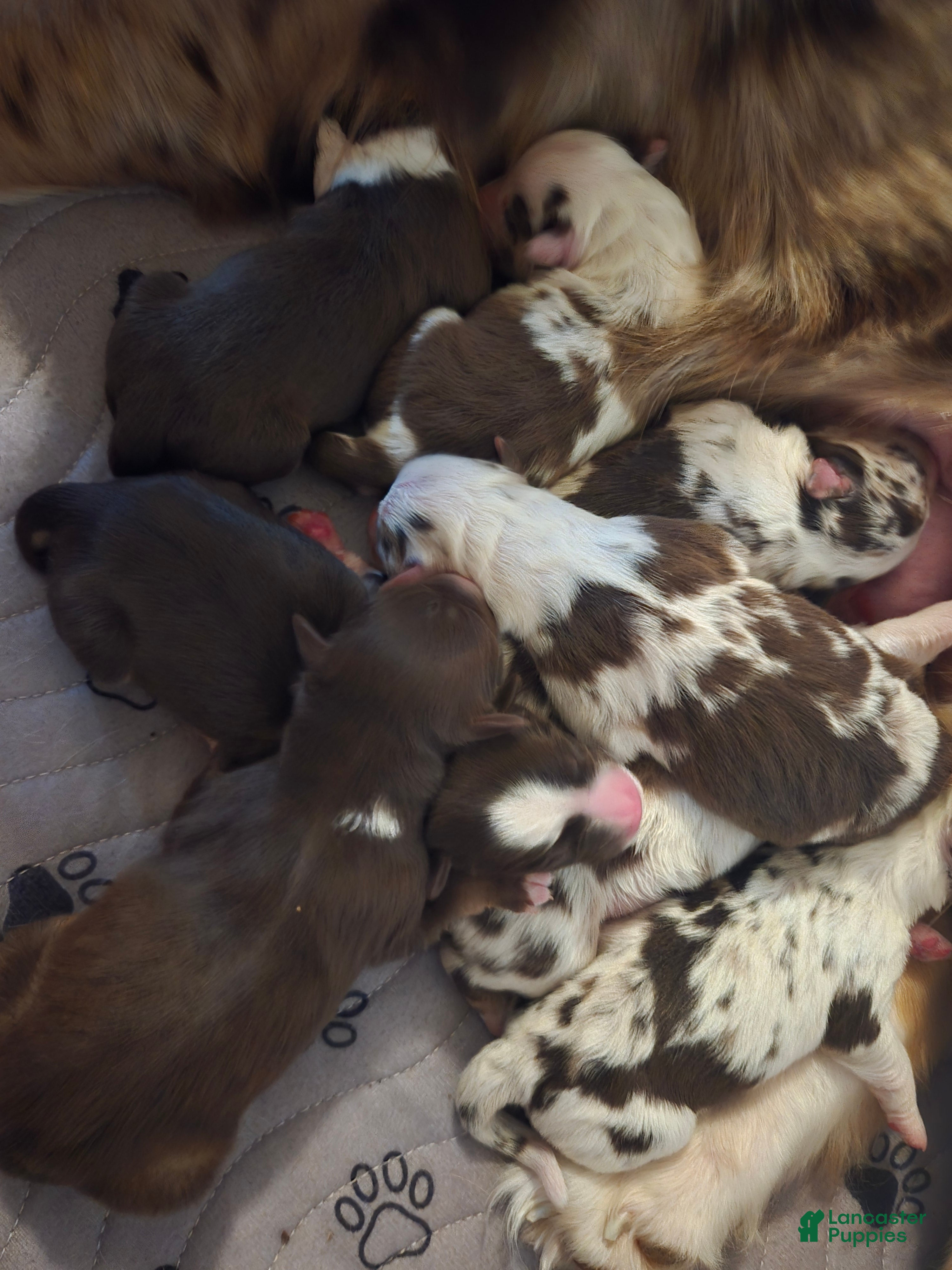 Australian Shepherd dogs Australian Shepherd 7 - Ad 22