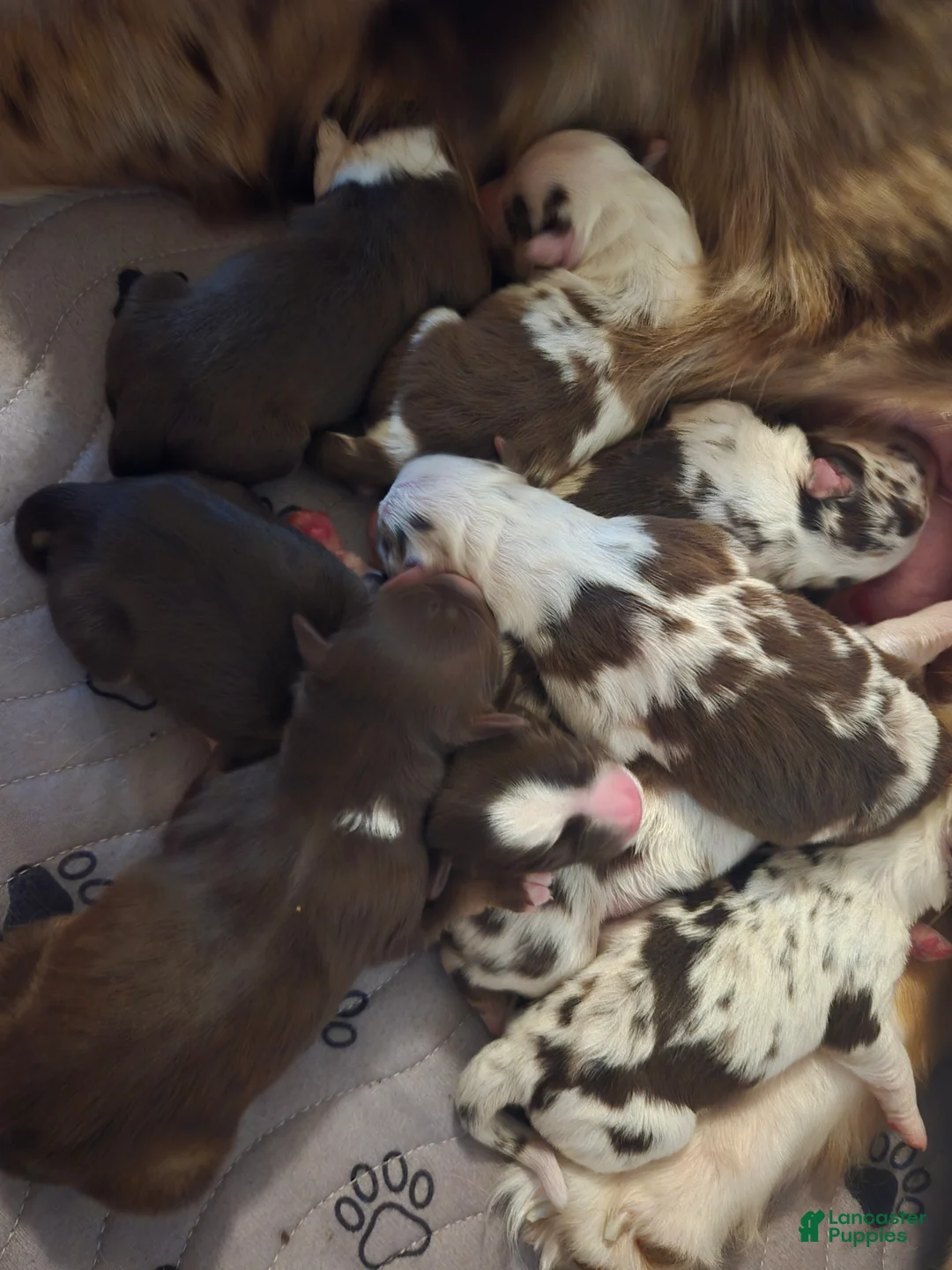 Australian Shepherd dogs for sale: Australian Shepherd 7 - Ad 1