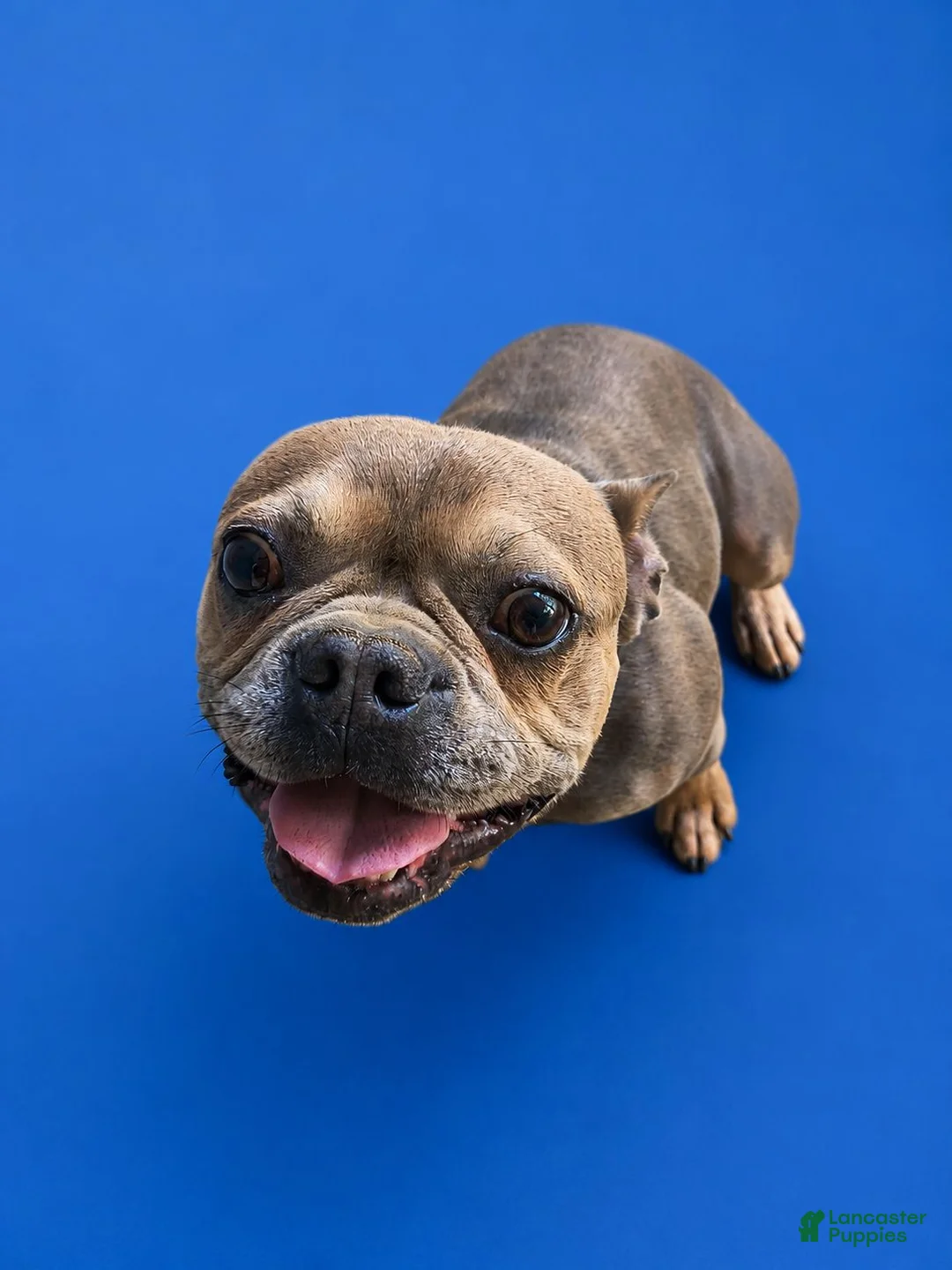 French Bulldog dogs for sale: Queen  - Ad 4