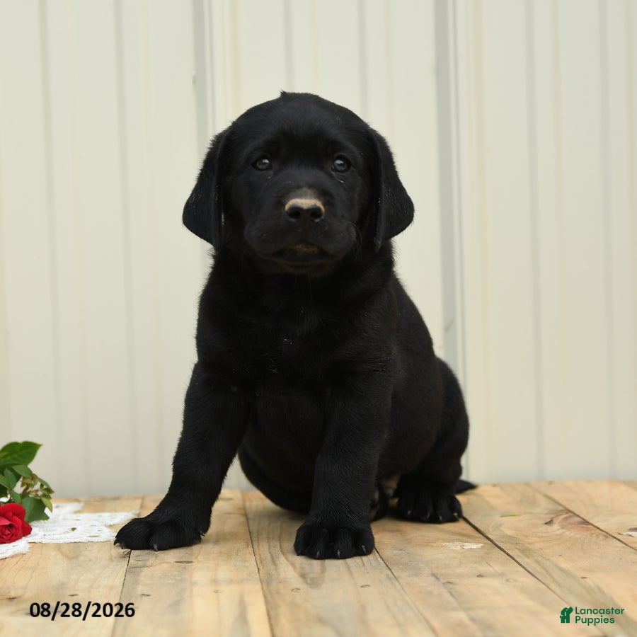 Labrador Retriever dogs Nicky - Ad 1