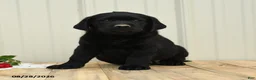 Labrador Retriever dogs for sale: Nicky - Ad 1