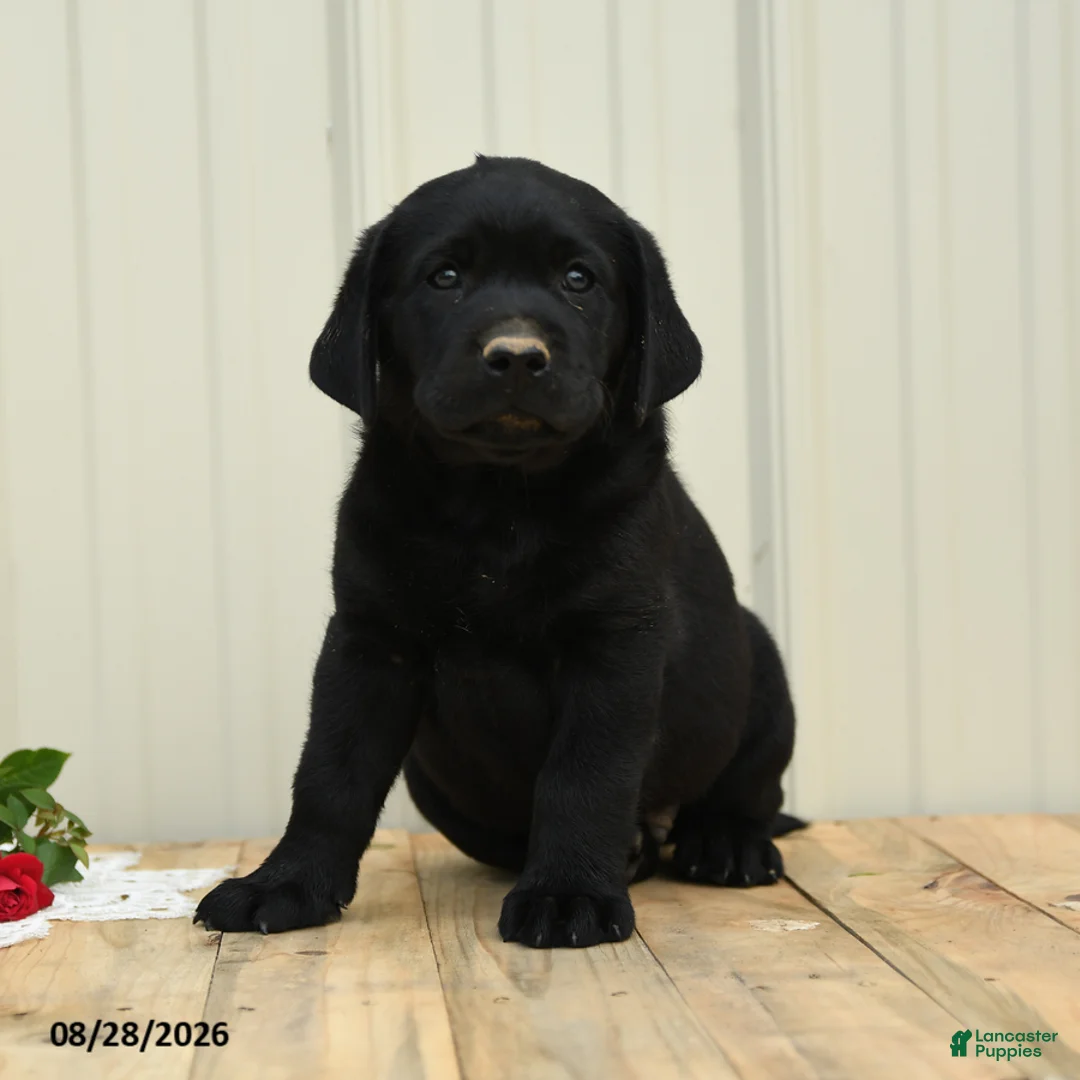 Labrador Retriever dogs for sale: Nicky - Ad 1