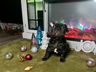 French Bulldog dogs - Ad 20
