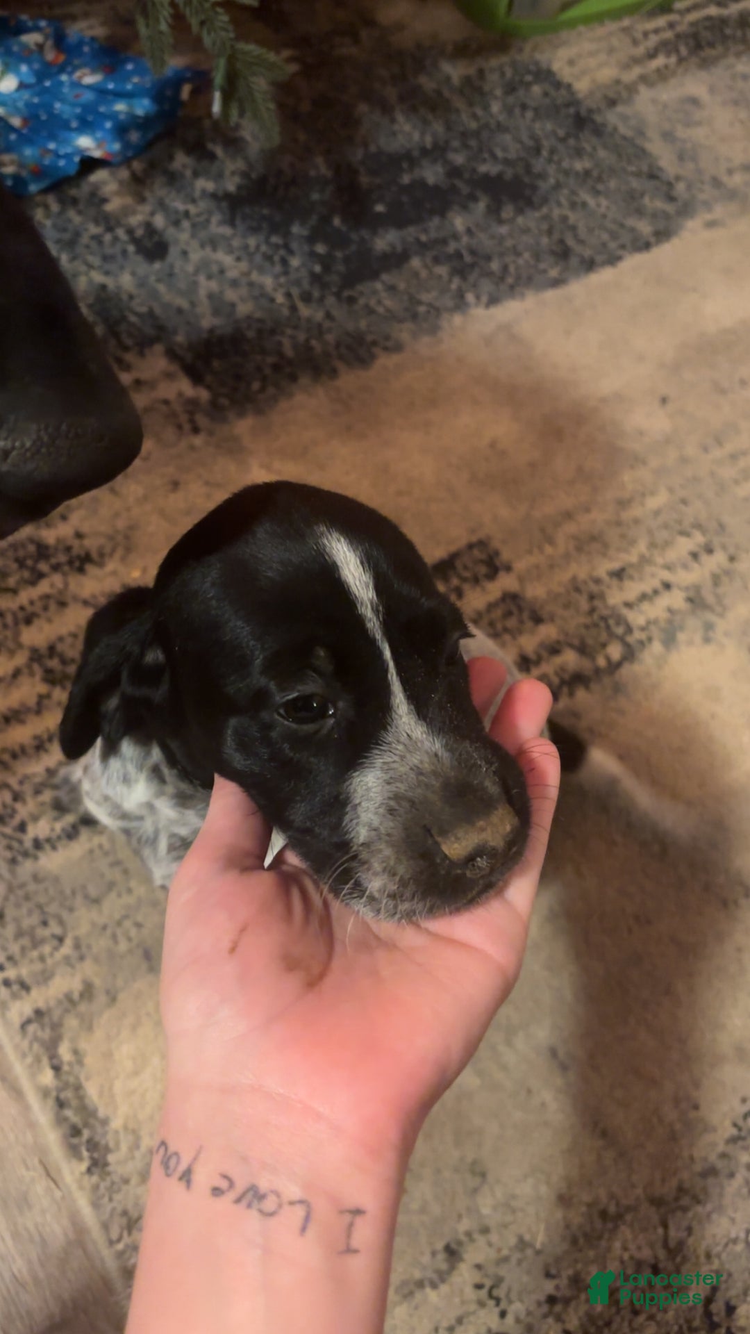 German Shorthaired Pointer dogs for sale: German Shorthaired Pointer Puppy 1 - Ad 2