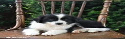 Mixed Breed dogs for sale: Domino - Ad 3