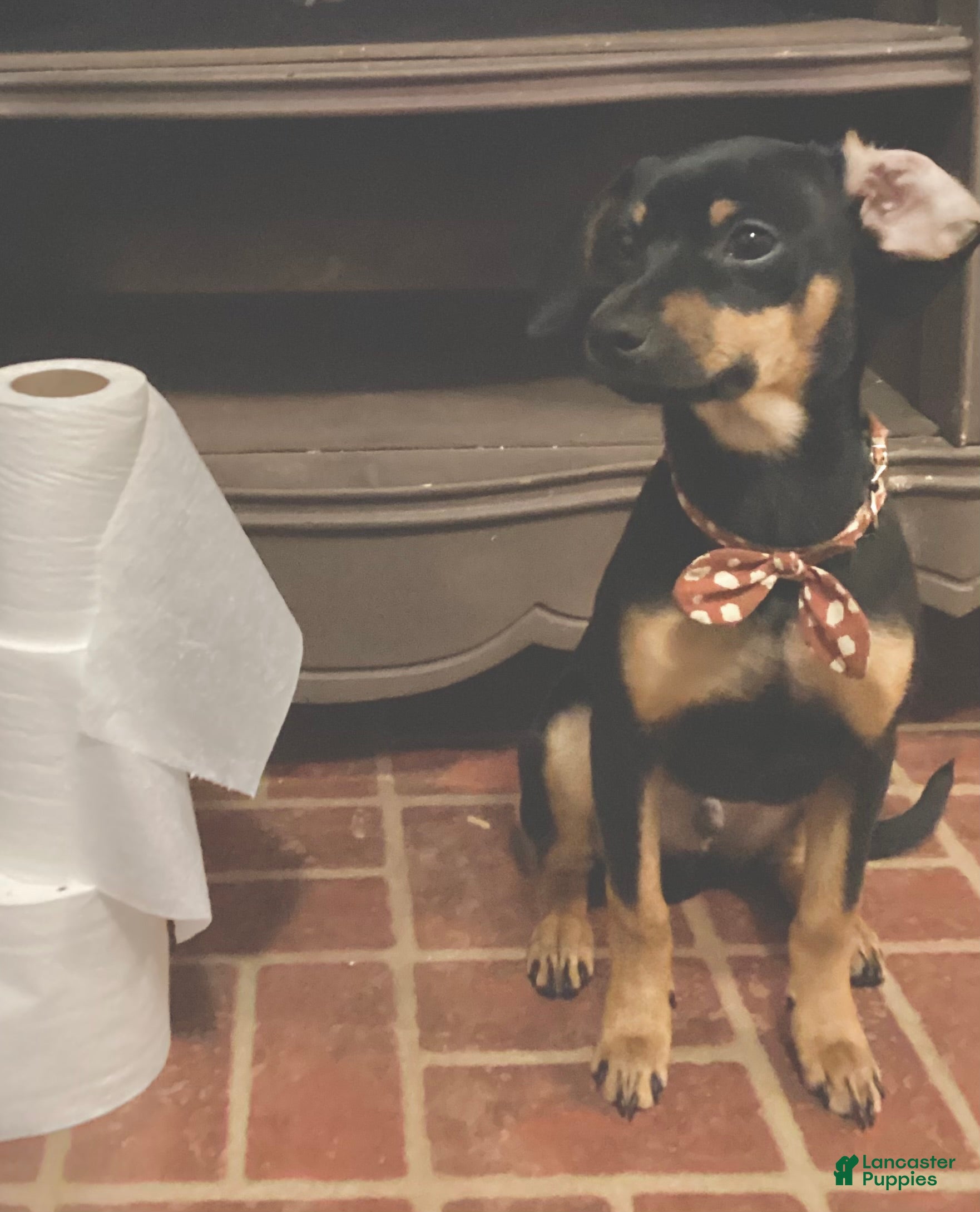 Mixed Breed dogs Pocket Pet 1 - Ad 26