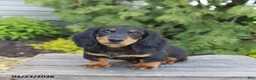 Miniature Dachshund dogs for sale: Indy - Ad 1