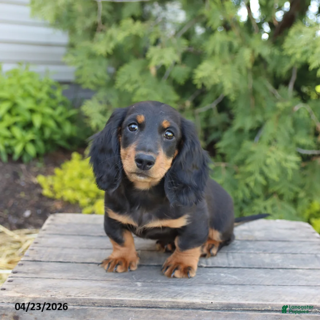 Miniature Dachshund dogs for sale: Indy - Ad 1