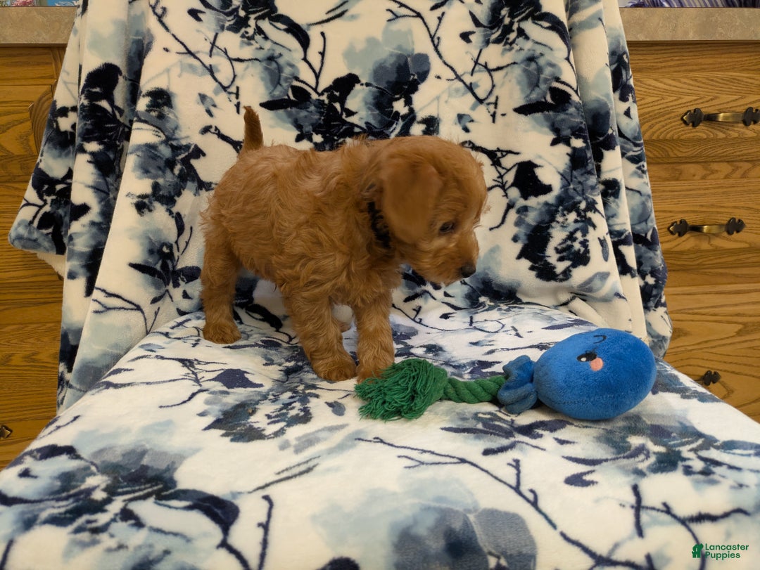 Jackapoo dogs for sale: Garnet - Ad 6