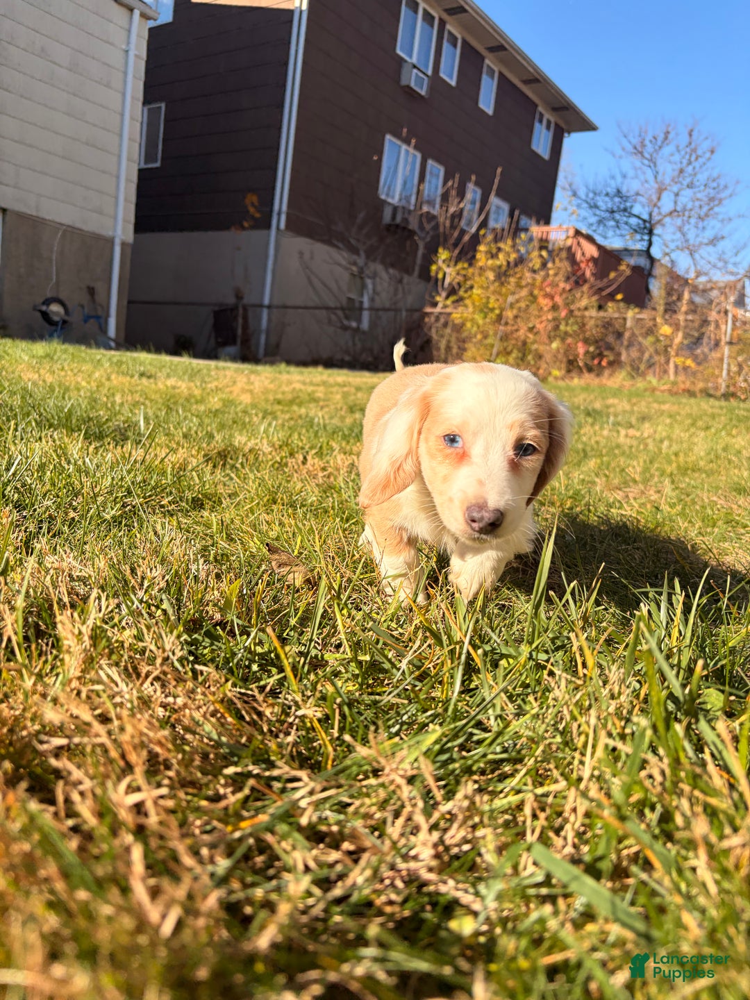 Miniature Dachshund dogs for sale: Maximillian  - Ad 6