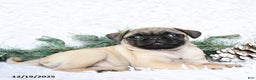 Pug dogs for sale: Pixie - Ad 3