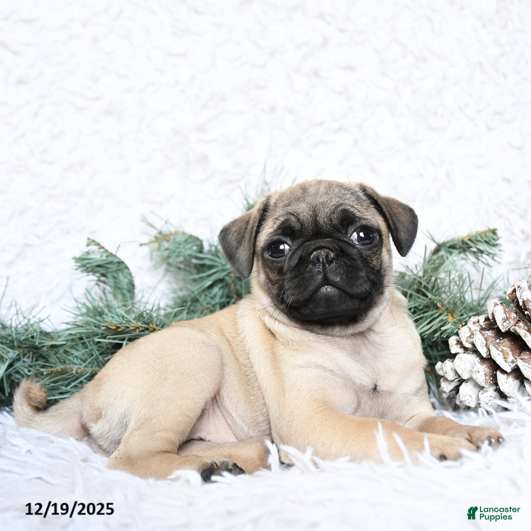 Pug dogs for sale: Pixie - Ad 3