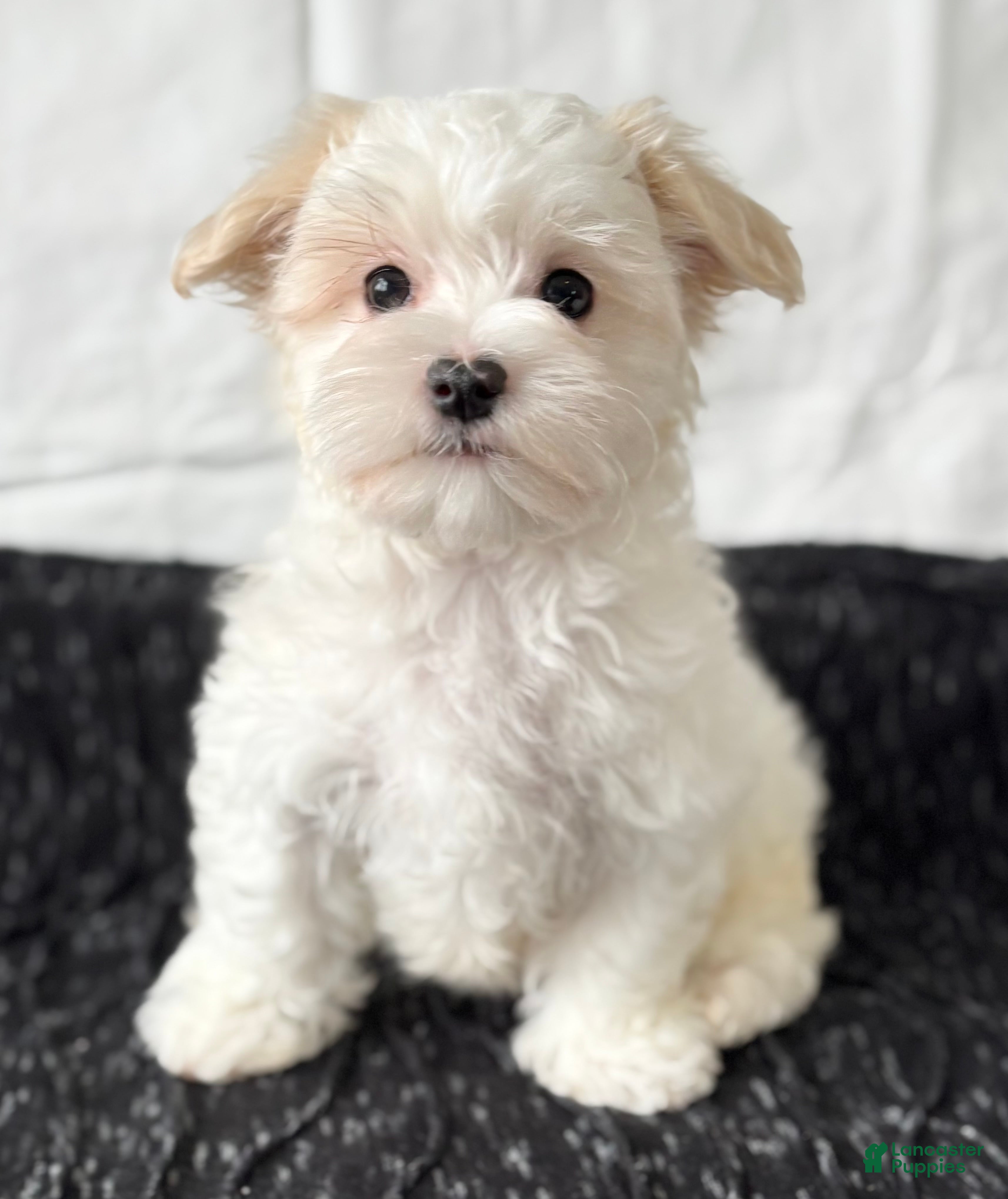 Maltese dogs Cody - Ad 2