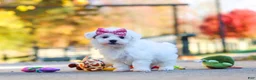 Havanese dogs for sale: Lilah - Ad 3