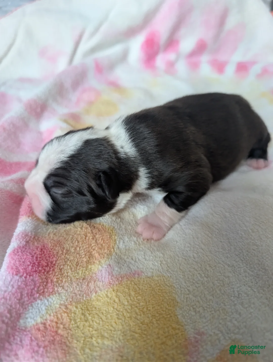 Boston Terrier dogs for sale:  Jerry - Ad 2